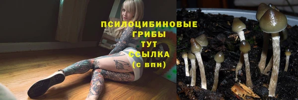 стаф Абинск